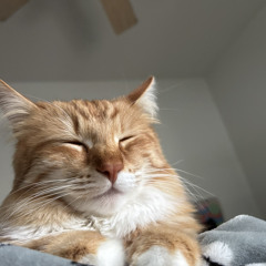 wookcat