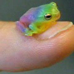 ~<𝐬𝐰𝐚𝐠𝐲-𝐟𝐫𝐨𝐠𝐲>~