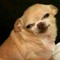 cringing doggo