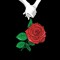 AMIIR