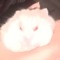 Wipp
