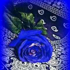 Shawn Blanes Negrõn