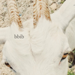 bbib