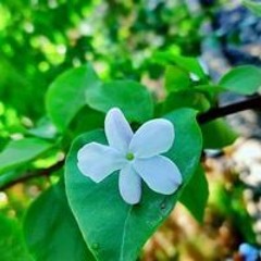 ام سالم سراحنه