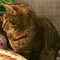^•ﻌ•^ฅ ^•ﻌ•^ฅ ANI_CAT_DJ ฅ ^•ﻌ•^ฅ ^•ﻌ•^