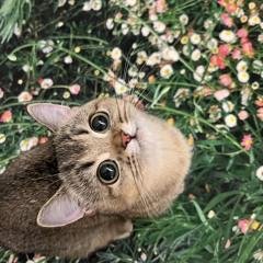 linhgatos
