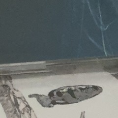 み