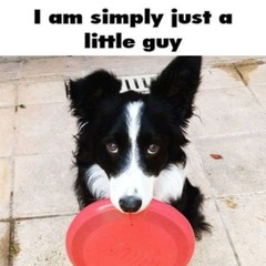 DEXTER / KIBLE 𐂯・・・Mx. Tail Wagger .ᐟ