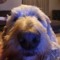 Sabre_hockey35