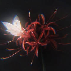 ٭ʚ♡Паучья Лилия♡ɞ٭