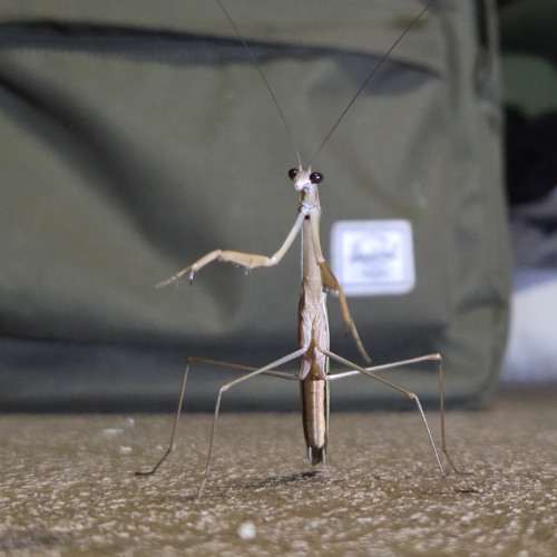 Iron Frag (Wu-Tang Remix)