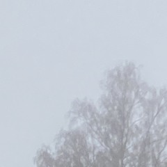 𝒥𝓊𝓃𝑔𝑒 𝒱𝒶𝓂𝓅𝒾𝓇𝑒