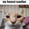 ZEEKtheKAT
