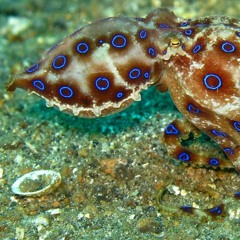 Rettang