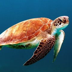 Turtless