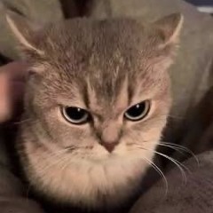 katkasiewie