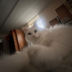 elmani