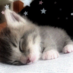 idkmeow