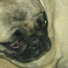 Pugposter