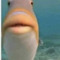 Jenniel
