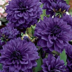 Purple Dahlias