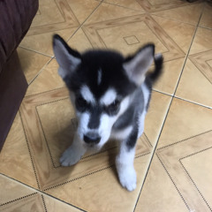 heoopeppaaa