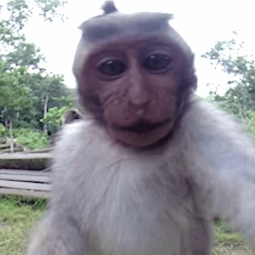 gorilla penis productions’s avatar