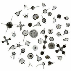 Radiolaria