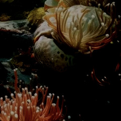 keahnne ‘keikei’ carlita