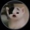 Adolf kittler