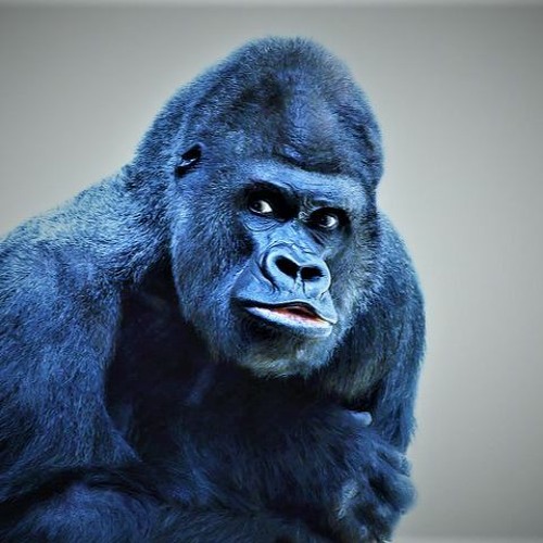 Blue Gorilla’s avatar