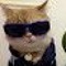 EpicCat