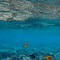 The Reef