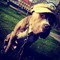 dottore