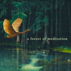 a forest of meditation
