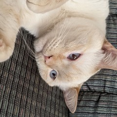 dawson