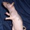 Rat
