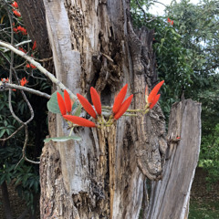 انند عالم Anand Alam