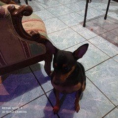 gatita