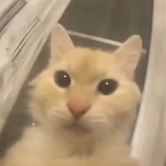 Bean