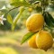 LemonGuy!!