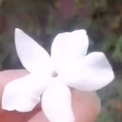 HendElshaf3y HendElshaf3y