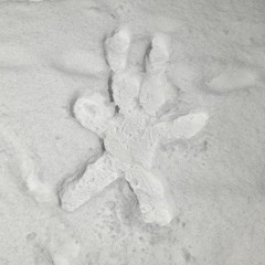 물달퐁