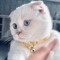 ﮼كاكا ﮼توته