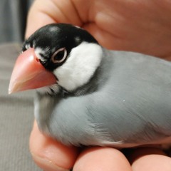 ricebird.J