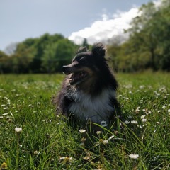 spikouw