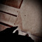 thepouce