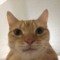 KappinCat
