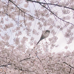 くん
