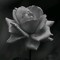Anosh Adel